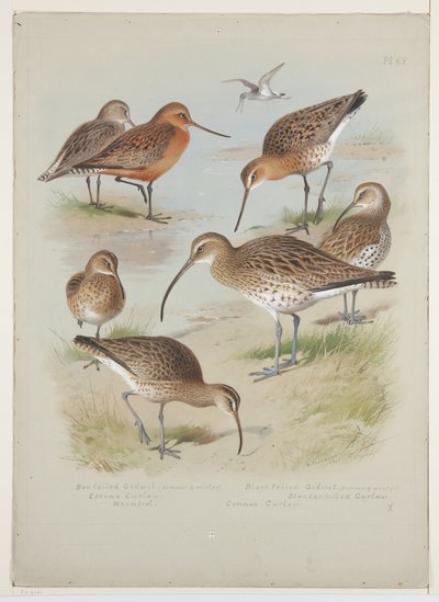 Pivieri e chiurli, c.1915 da Archibald Thorburn
