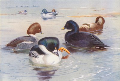 Occhio dorato (maschio e femmina), Scoter comune (maschio e femmina) da Archibald Thorburn