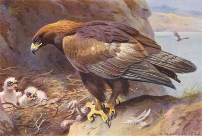 Aquila reale da Archibald Thorburn