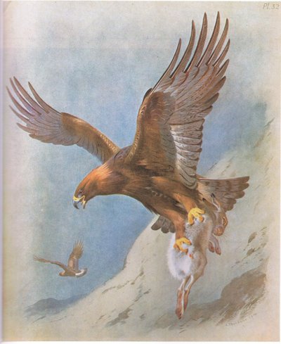 Aquila reale e lepre di montagna, pub. da Book Club Associates, 1972 da Archibald Thorburn
