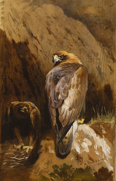 Aquilotti nel loro nido da Archibald Thorburn