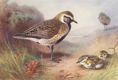 Piviere dorato (estate) da Archibald Thorburn