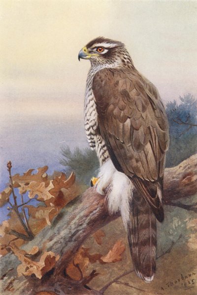 Astore da Archibald Thorburn