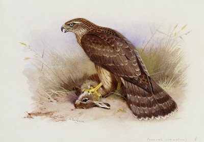 Astore da Archibald Thorburn