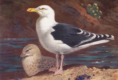 Gabbiano Maggiore (adulto e giovane) da Archibald Thorburn