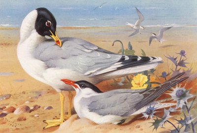 Gabbiano testanera, Sterna del Caspio (litografia a colori) da Archibald Thorburn