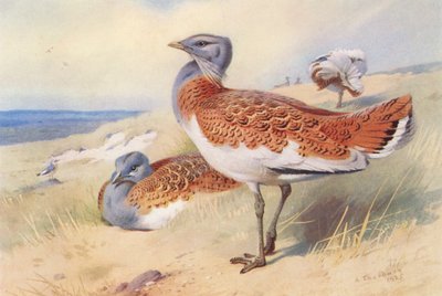Otarda (maschio e femmina) da Archibald Thorburn