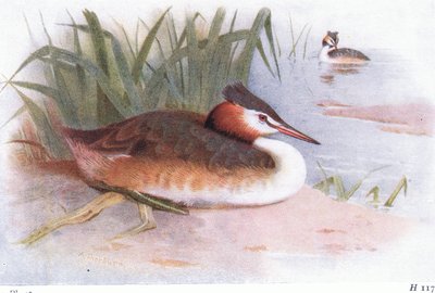 Svasso maggiore da Archibald Thorburn