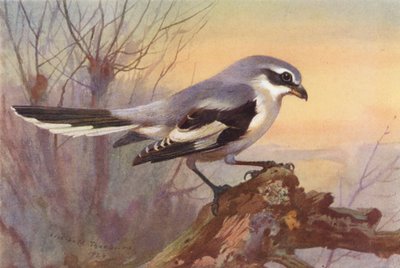 Averla maggiore da Archibald Thorburn