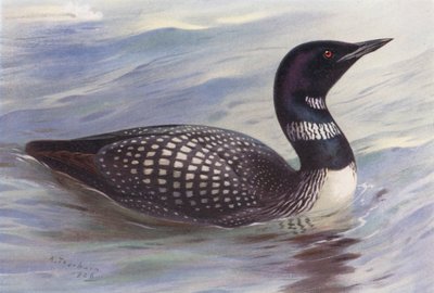 Strolaga maggiore da Archibald Thorburn