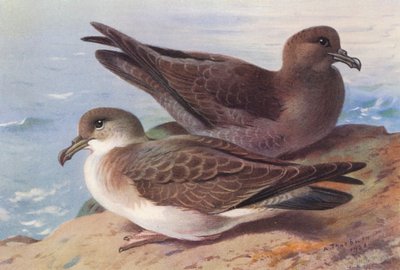 Berta maggiore, Berta fuligginosa da Archibald Thorburn