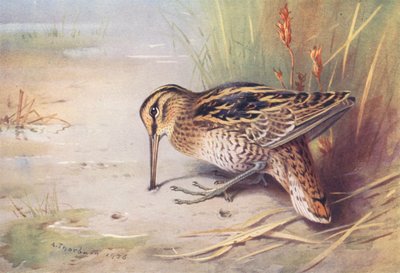 Beccaccino Maggiore da Archibald Thorburn
