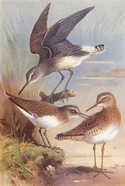 Piro-piro boschereccio, Piro-piro comune, Piro-piro culbianco (litografia a colori) da Archibald Thorburn