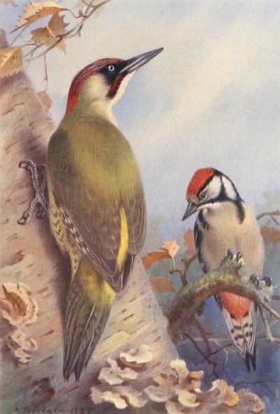 Picchio verde, Picchio rosso maggiore (giovane) da Archibald Thorburn