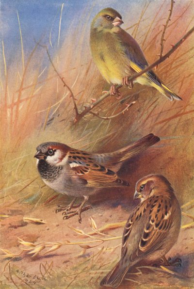 Verdone, Passero domestico (maschio e femmina) da Archibald Thorburn