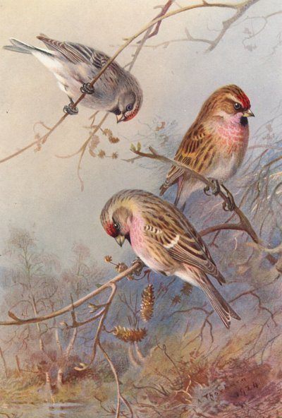Greenland Redpoll, Lesser Redpoll, Mealy Redpoll da Archibald Thorburn