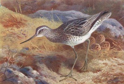 Piro piro da Archibald Thorburn