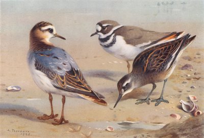 Falaropo beccosottile (autunno), Corriere di Wilson, Falaropo beccorosso (giovane) da Archibald Thorburn