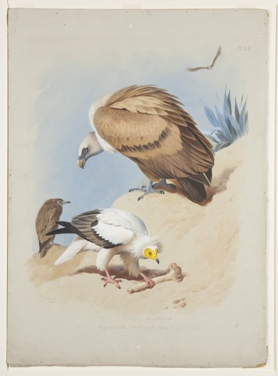 Avvoltoio grifone e avvoltoio egiziano, c.1915 (acquerello e gouache su matita su carta) da Archibald Thorburn