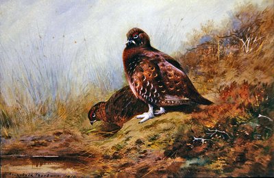 Gallo cedrone da Archibald Thorburn