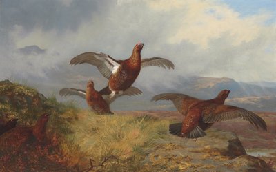 Gallo cedrone in volo da Archibald Thorburn