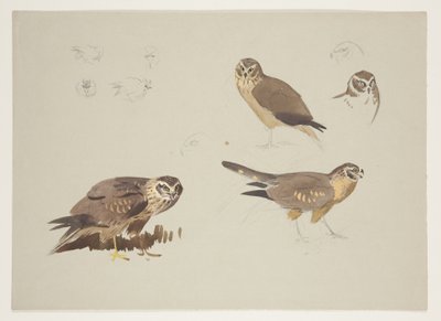 Falco di palude e pettine, c.1915 da Archibald Thorburn