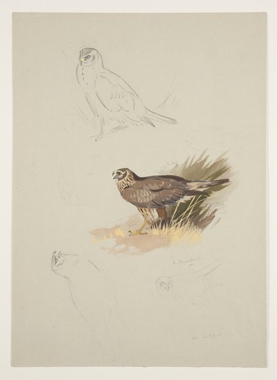 Falco di palude, c.1915 da Archibald Thorburn