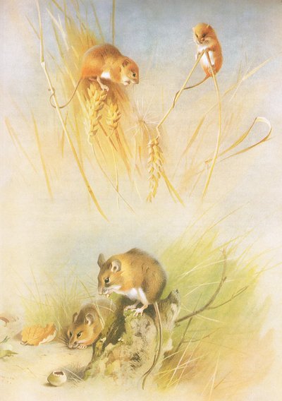 Topo selvatico e topo di campagna, da Mammiferi di Thorburn pubblicato da Longmans and Co, c. 1920 da Archibald Thorburn