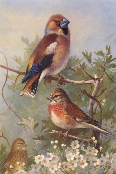 Frosone, fanello (maschio e femmina) da Archibald Thorburn