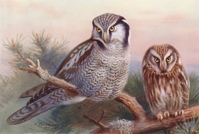 Gufo diurnale, Civetta capogrosso da Archibald Thorburn