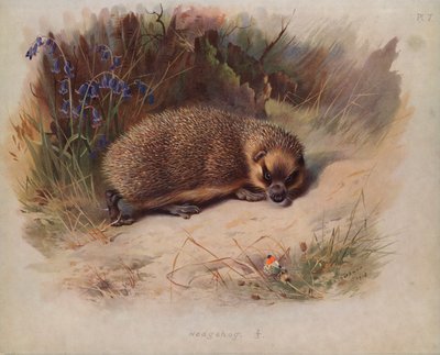 Riccio da Archibald Thorburn