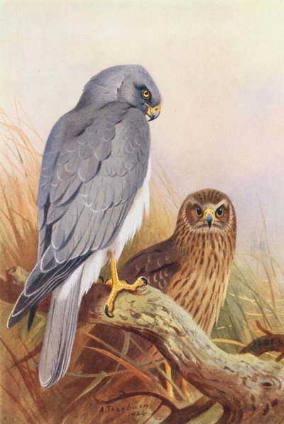 Albanella reale da Archibald Thorburn