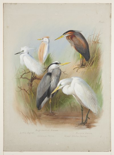 Aironi e garzetta, c.1915 da Archibald Thorburn