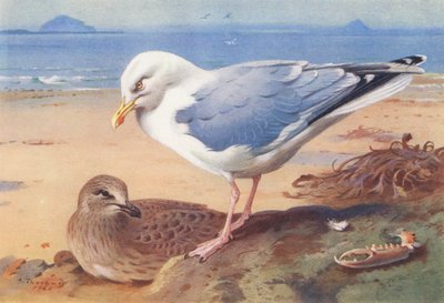 Gabbiano reale (adulto e giovane) da Archibald Thorburn