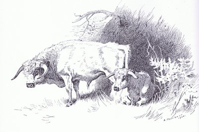 Bovini delle Highlands, pub. da Book Club Associates da Archibald Thorburn