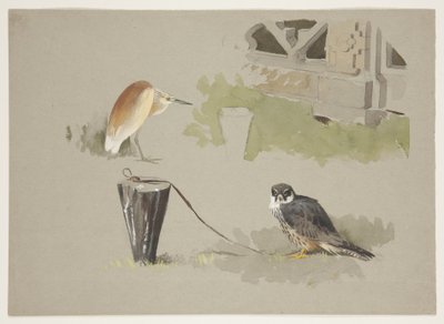 Falco maschio legato e airone squarro, c.1915 da Archibald Thorburn