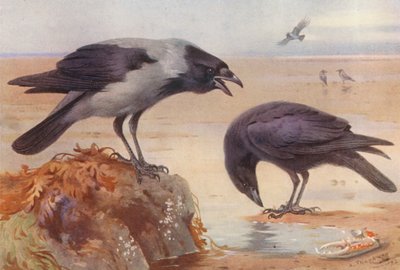 Cornacchia grigia, Cornacchia nera da Archibald Thorburn