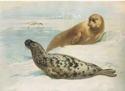 Foca dal cappuccio e foca barbuta, da Mammiferi di Thorburn pubblicato da Longmans and Co, c. 1920 da Archibald Thorburn