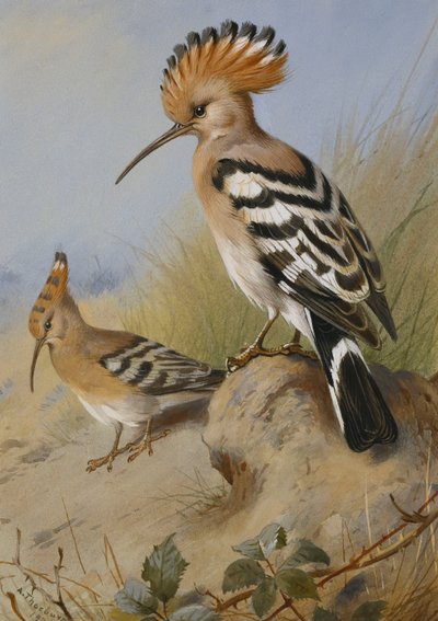 Upupe da Archibald Thorburn