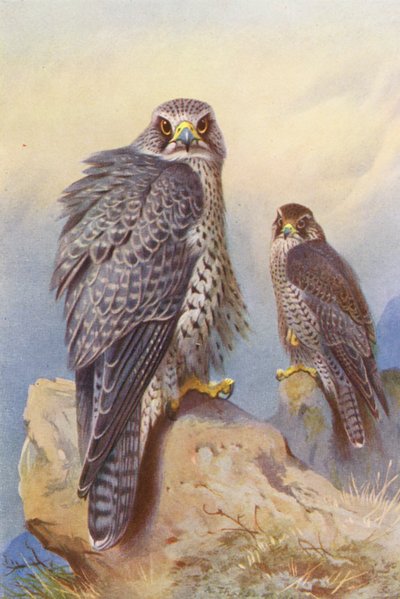 Falco islandese, Girfalco da Archibald Thorburn