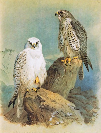 Falco islandese e falco della Groenlandia, pub. da Book Club Associates, 1972 da Archibald Thorburn