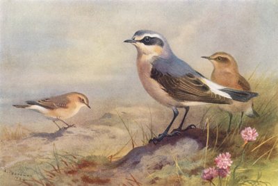 Culbianco isabellino, Culbianco (maschio e femmina) da Archibald Thorburn