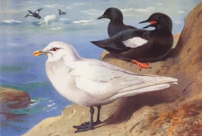 Gabbiano avorio, Uria nera (estate) da Archibald Thorburn
