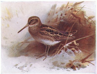 Beccaccino, da Uccelli delle isole britanniche e le loro uova pubblicato da Frederick Warne & Co Ltd, 1958 da Archibald Thorburn