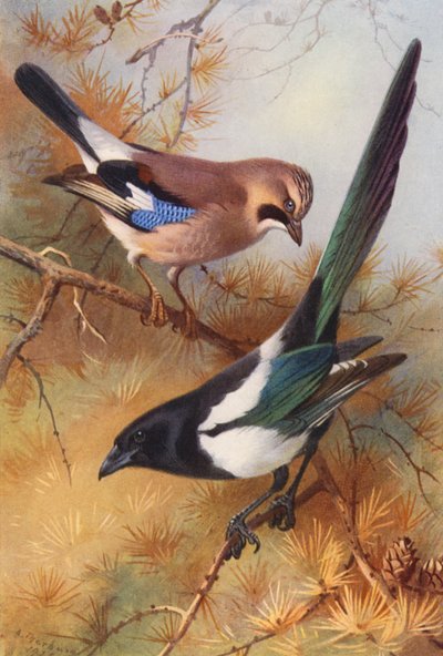 Ghiandaia, Gazza da Archibald Thorburn