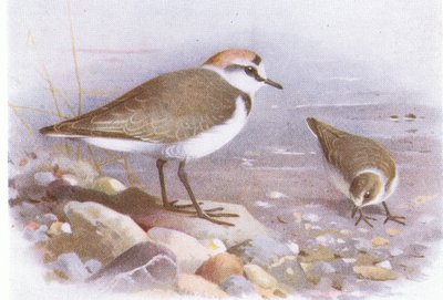 Piviere di Kent, da Uccelli delle isole britanniche e le loro uova pubblicato da Frederick Warne & Co Ltd, 1958 da Archibald Thorburn