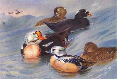 Re-edredone, Orchetto marino (maschio e femmina), Edredone di Steller (maschio e femmina) da Archibald Thorburn