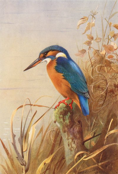 Martin pescatore da Archibald Thorburn