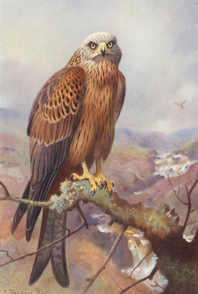 Aquilone da Archibald Thorburn