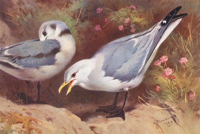 Gabbiano Tridattilo (adulto e giovane) da Archibald Thorburn